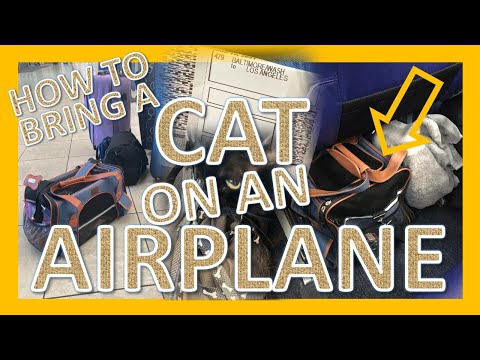 Bringing a Cat on a Plane: Top 5 Best Travel Tips!