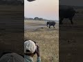 Honey Badger Fiercely Fights With Elephant 1700408