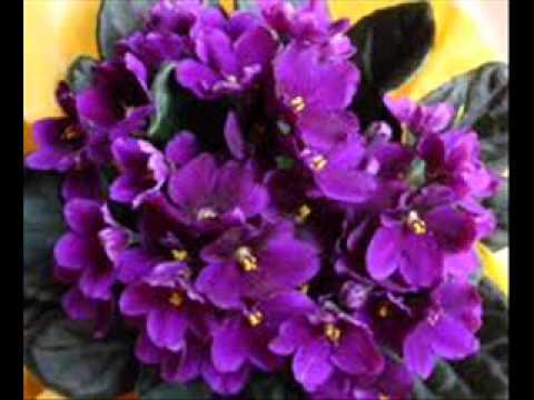 FG  Violeta - Dámaso Figueredo