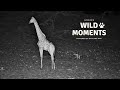 Lion Zebra Baboons Wild Moments September 25