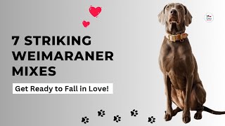 Weimaraner Mixes: 7 Striking Crossbreeds You love