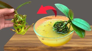 The best technique for rooting any orchid! So easy that anyone can do it