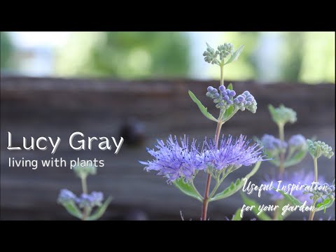 シルフィア 植物