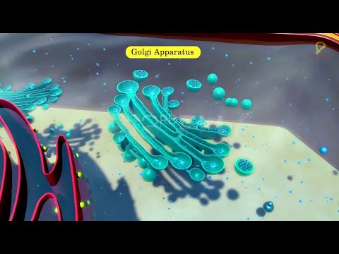 image-What is a real life example of a Golgi body? 