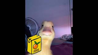 Cover art for TRAXXXMANIA