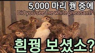 희귀한 흰 꿩 5,000 마리 까투리 Did you see the white pheasant?