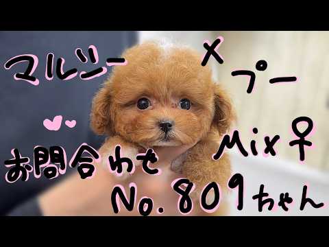 YouTube動画のサムネイル
