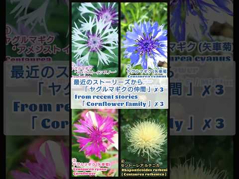 園芸 ヤグルマギク、ブルーバーベル