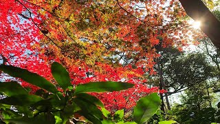 【自然教育園】晩秋から冬にかけての森の小道