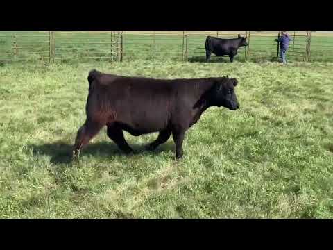 Tag 34 video