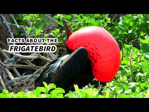 Frigatebird Facts: the BIRD with the RED POUCH | Animal Fact Files