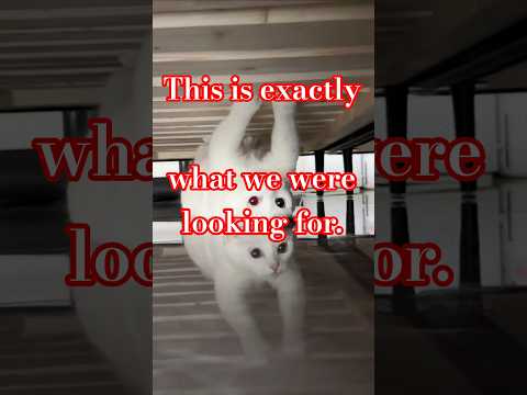 Оппа а что мы тут ищем🙀Усердно искали😹Нашли😻#funny #видосыоткота #cat #shortsvideo