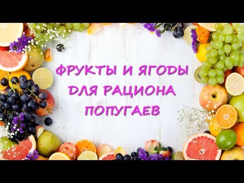 Чем кормить попугая/Фрукты и ягоды для рациона попугая.//What to feed the parrot