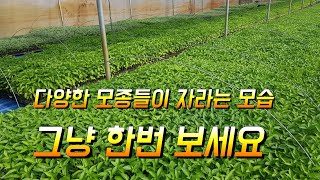 다양한 모종 자라는 모습 고추모종 토마토.호박.상추모종등 그냥 보세요