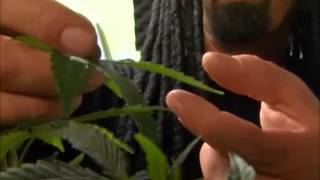 High Times - Ultimate Grow - Growing Marijuana Part 1