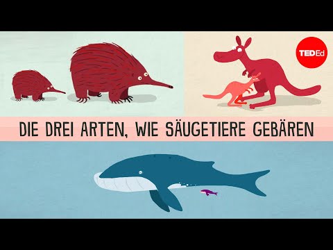 Die drei Arten, wie Säugetiere gebären – Kate Slabosky