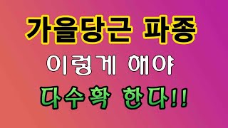 [텃밭농부.728]  가을당근 파종 요점정리. #가을당근 파종