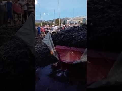 Лозарите истураат грозје пред „Тиквеш“ незадоволни од цената