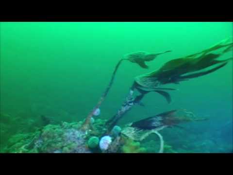 Drift Diving , Strömungstauchen in Norwegen, Nærøy,Norwegen