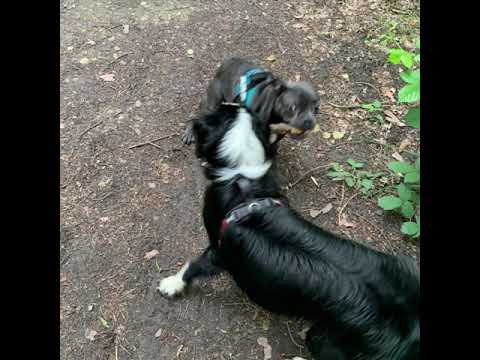 Luna-tic Pooches video.