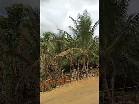 a cidade Amaraji Pernambuco