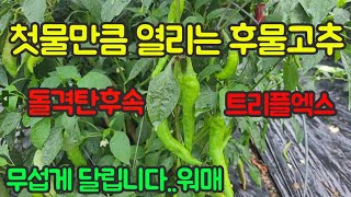 후물고추 잘 열리는 품종으로 돈 벌어보세요^^ 고추 농사 잘 짓는 법 대공개!! 건고추도 판매합니다. (은성…