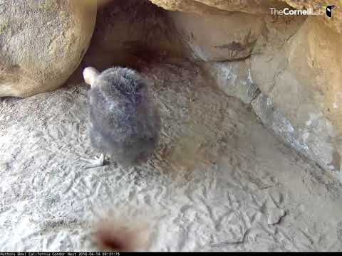 Hutton's Bowl Condor Uses Beak To Explore Nest Cavity – June 14, 2018
