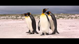 King Penguins at Volunteer Point