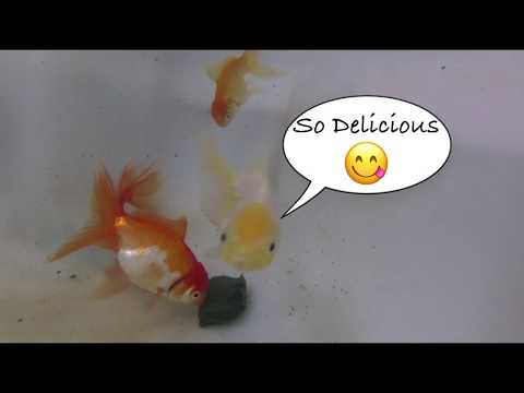 DIY veggie gel fish food and introducing my new...