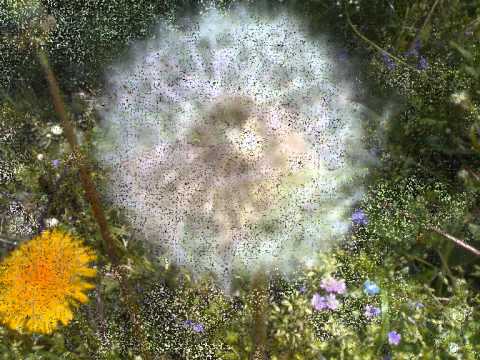 Capretti di Borgo D'Ale