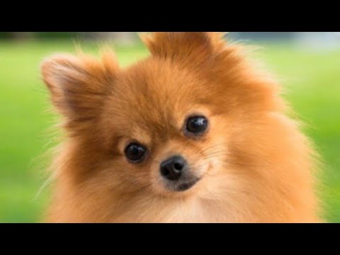 Types of dogs with their voice abc