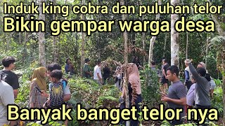 Download lagu DOZENS OF VILLAGERS ENTER THE RUBBER PLANTATION TO SEE THE EVACUATION OF A KING COBRA SNAKE AND D... mp3