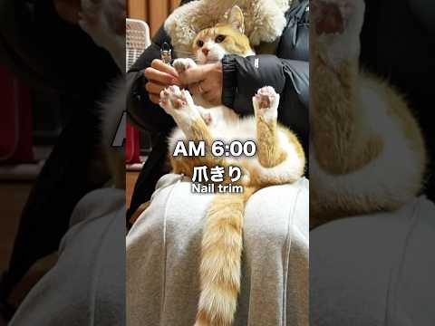 元野良猫ルーティン #元野良猫チャチャ  #猫武将 #formerstray #catroutine #gingercat