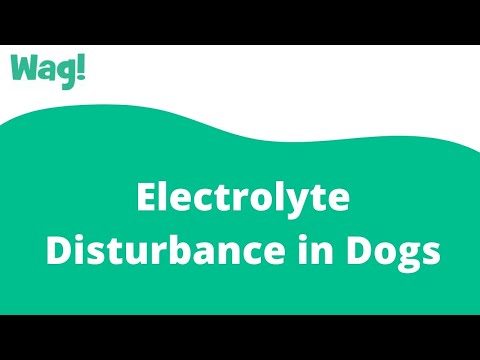 Electrolyte Disturbance in Dogs | Wag!