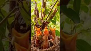 Download lagu Bagian 9 Burung shrike berekor panjang sedang memberi makan anak-anaknya #agentcuckoo #burung #suaraburung #alam mp3