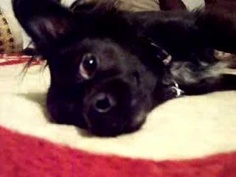 download lagu mp3 mp4 Black Long Haired Chihuahua, download lagu Black Long Haired Chihuahua gratis, unduh video klip Black Long Haired Chihuahua