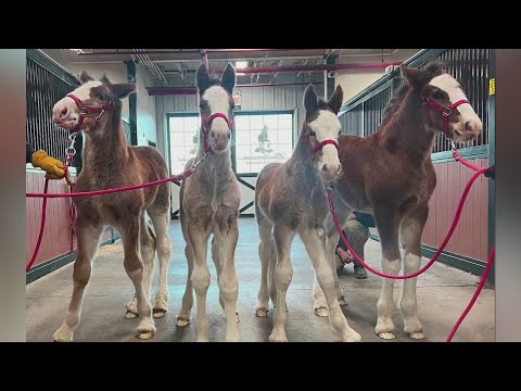 Four new baby Clydesdales born at Anheuser-Busch ranch