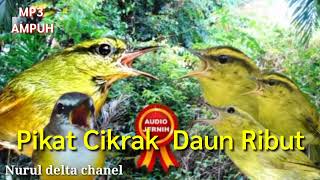 Download lagu suara pikat burung cikrak daun/ pare-pare ribut mp3