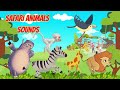 NEW Animals Song Alphabet Animals Sound Song
