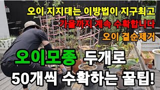 오이모종 딱 한개로! 30개씩 따는 꿀팁! 가을까지 계속수확! #오이재배 #오이키우기 #오이거름주기 #오이모…
