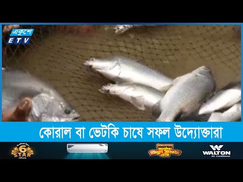 আধুনিক প্রযুক্তিতে খামারে কোরাল বা ভেটকি চাষে সফল উদ্যোক্তারা