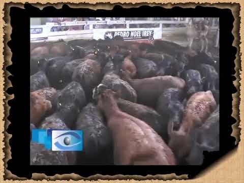 AIRE DE CAMPO 303 - REMATE PEDRO NOEL IREY 6-12-2019