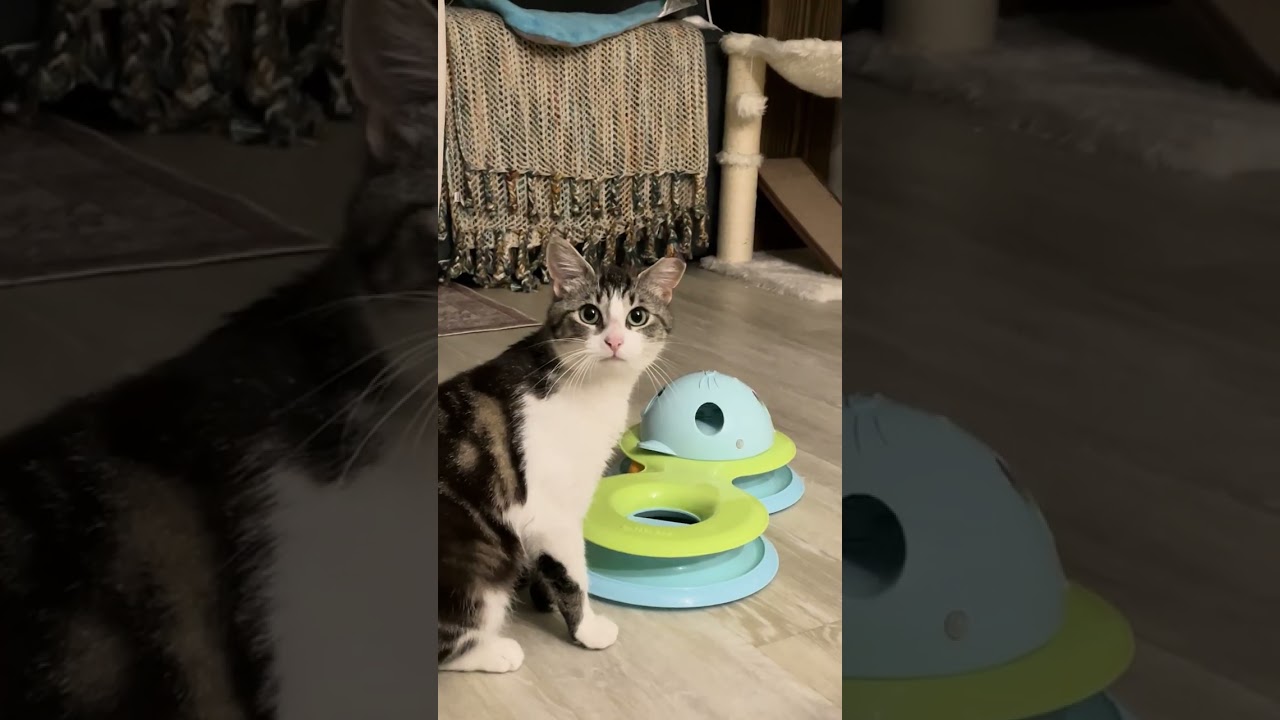 Darla, a Adoptable mixed breed in Hyattsville, MD video 2/6