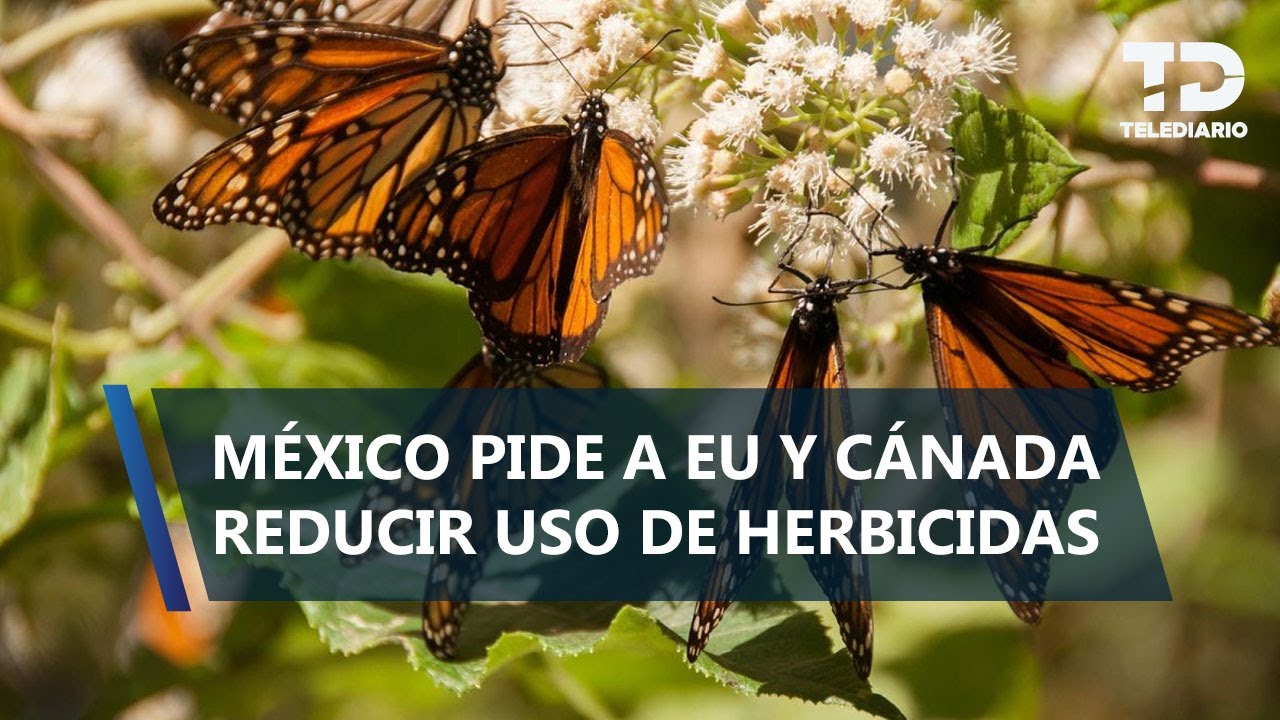 México pide a EU y Canadá detener plaguicidas que colapsan ruta de la mariposa monarca