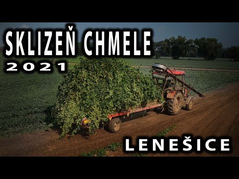 Sklizeň chmele v Lenešicích