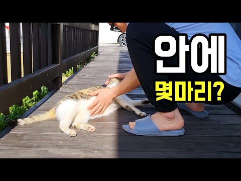 세상 순한 만삭의 길고양이