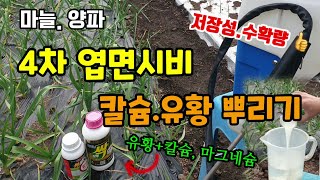마늘.양파 모두싹칼마 칼슘제 엽면시비 월동작물 병해충예방하고 맛과 저장성, 수확량 늘리려면 꾸준히 줘야하는것…