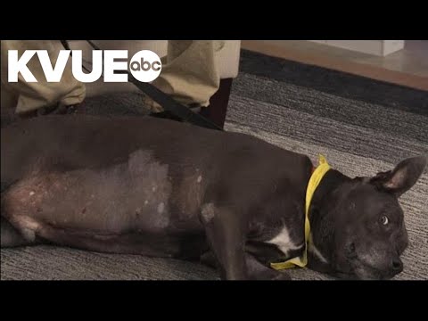 Meet Lambert, a dog available to adopt from Austin Pets Alive! | Pet of the Week - YouTube