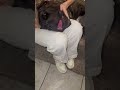 GIANT CANE CORSO IDENTIFIES AS LAP DOG… 🤣