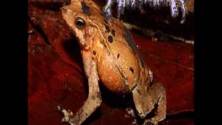 Amphibian - The Anal Zoophilia Taste